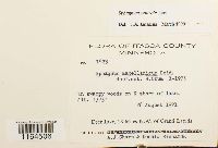 Sphagnum centrale image