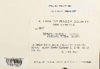 Sphagnum centrale image