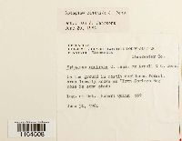 Sphagnum centrale image