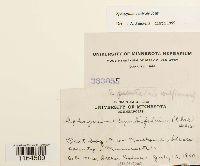 Sphagnum centrale image