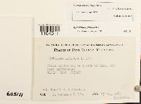 Sphagnum centrale image