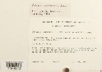 Sphagnum centrale image