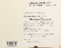 Sphagnum centrale image