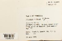 Sphagnum centrale image