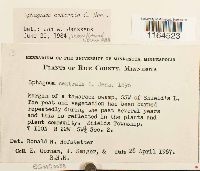 Sphagnum centrale image