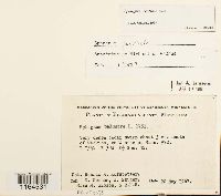 Sphagnum centrale image