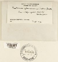 Saelania glaucescens image