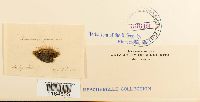 Saelania glaucescens image