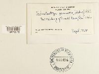 Schistostega pennata image