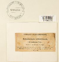 Schistostega pennata image