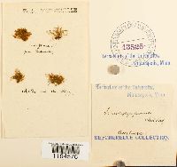 Schistostega pennata image