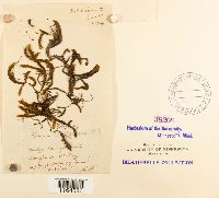 Scorpidium scorpioides image