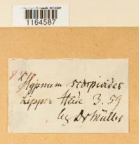 Scorpidium scorpioides image
