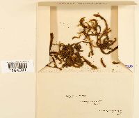 Pseudocalliergon turgescens image