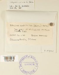 Sphagnum centrale image