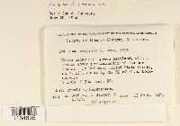 Sphagnum centrale image