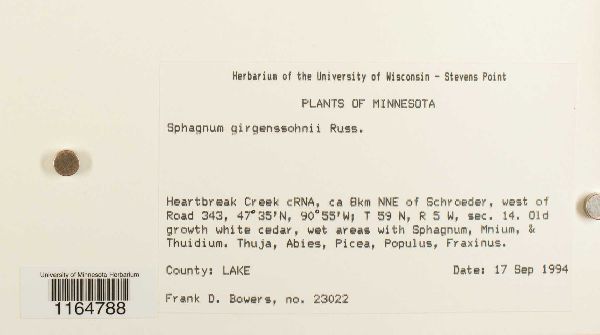 Sphagnum girgensohnii image