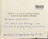 Sphagnum girgensohnii image