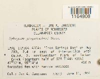 Sphagnum girgensohnii image