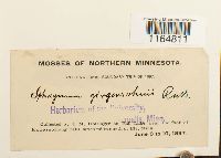 Sphagnum girgensohnii image