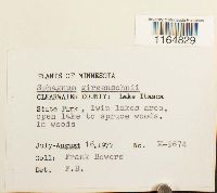 Sphagnum girgensohnii image