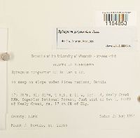 Sphagnum girgensohnii image