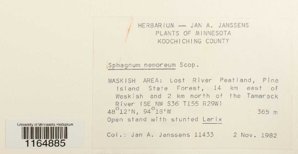 Sphagnum rubellum image