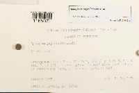 Sphagnum magellanicum image