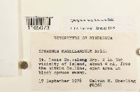 Sphagnum magellanicum image