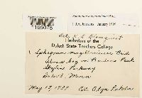 Sphagnum magellanicum image