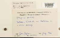 Sphagnum magellanicum image