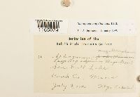 Sphagnum magellanicum image