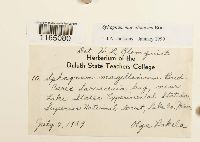 Sphagnum magellanicum image