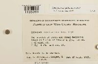 Sphagnum magellanicum image