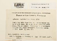 Sphagnum magellanicum image