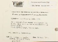 Sphagnum magellanicum image