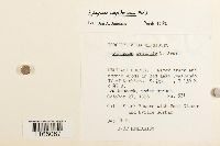 Sphagnum magellanicum image