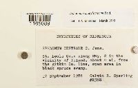 Sphagnum magellanicum image