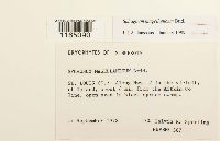 Sphagnum magellanicum image