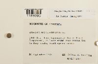 Sphagnum magellanicum image