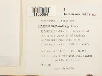 Sphagnum magellanicum image