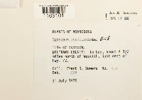 Sphagnum magellanicum image