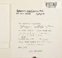 Sphagnum magellanicum image