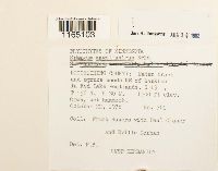 Sphagnum magellanicum image