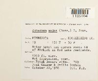 Media resource of Sphagnum majus