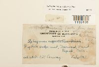 Sphagnum majus image