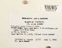 Sphagnum majus image