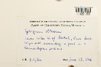 Sphagnum obtusum image