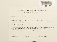 Sphagnum obtusum image