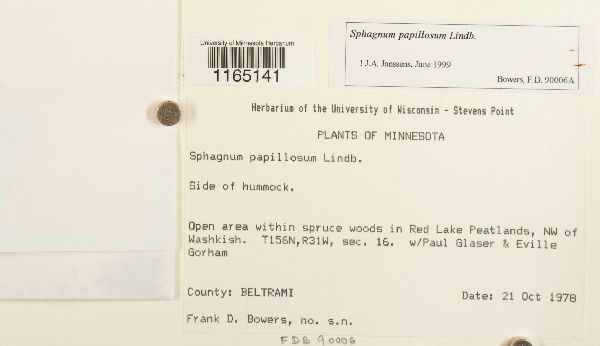 Sphagnum papillosum image